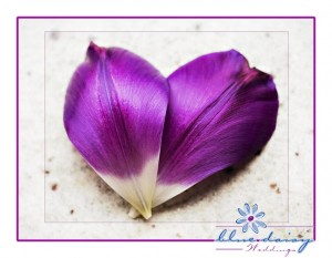 Valentine's Day purple tulip flower photograph