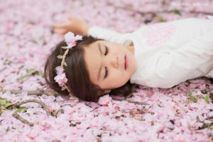 laying down on sakura cherry blossoms